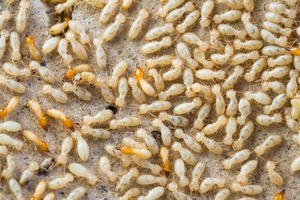 Termite Service Main