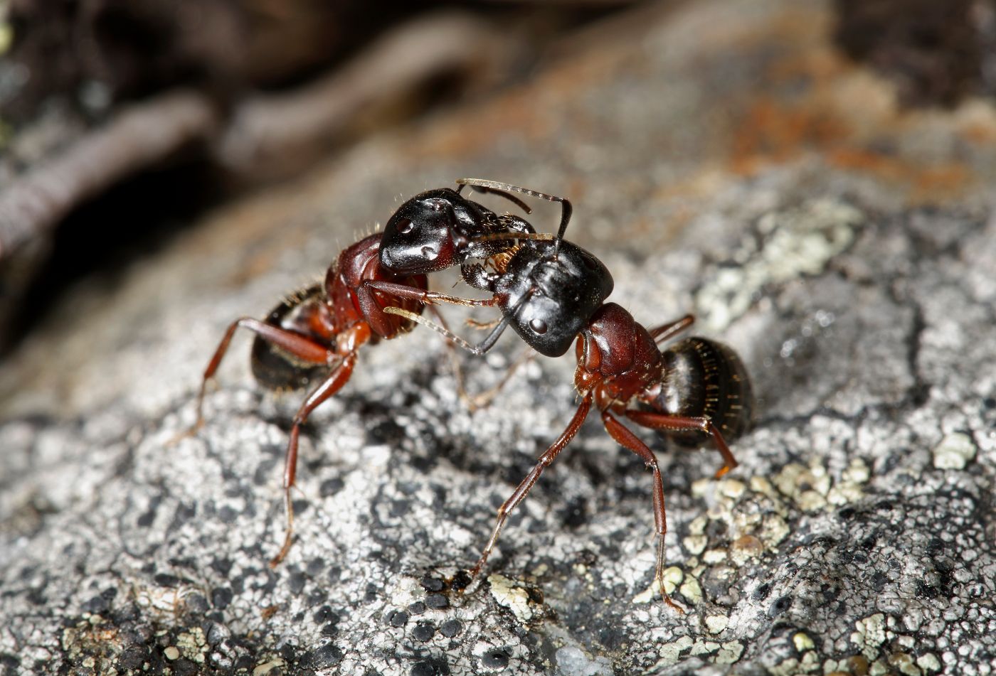 Carpenter Ants Service